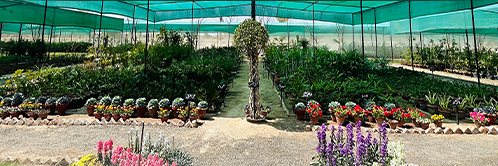 State of the Art Nursery