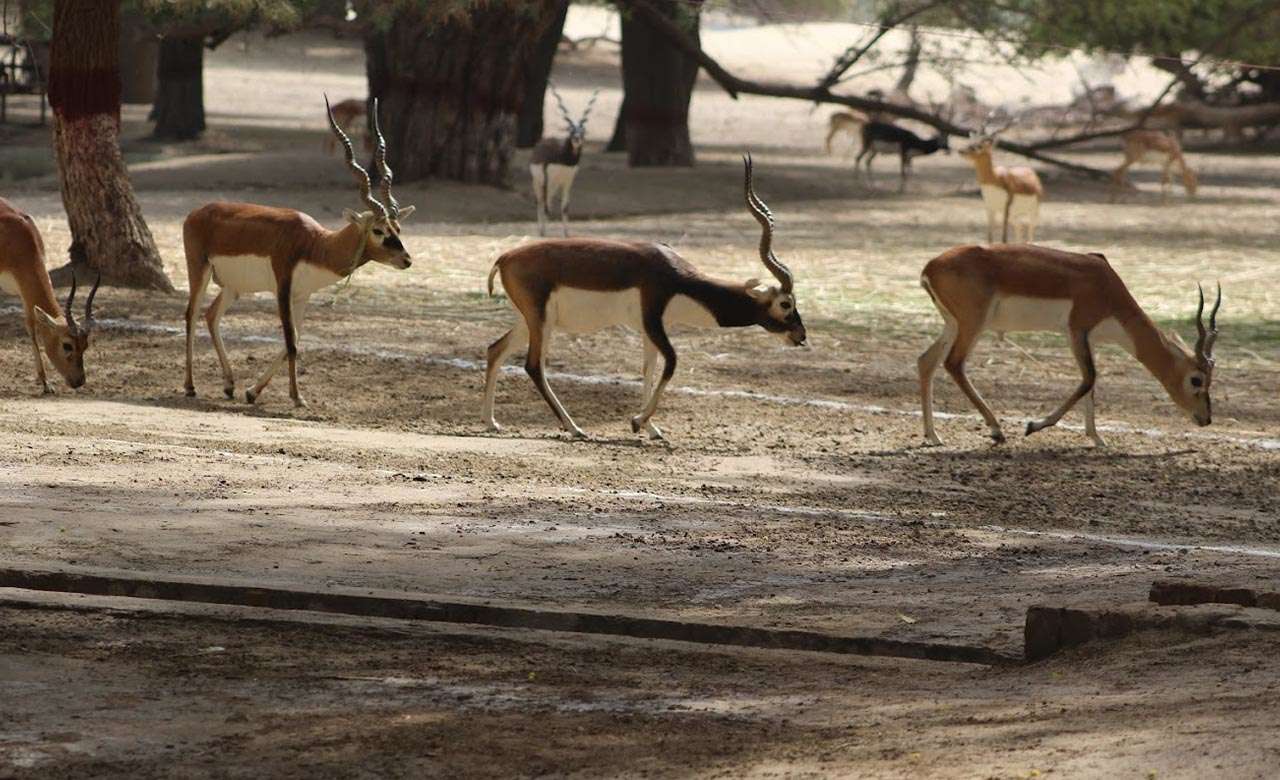 Wildlife at Lal Suhanra National Park